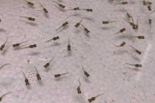 怎么判断孔雀鱼要生小鱼了,生产前肚子会变大变宽