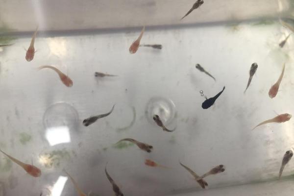 怎么判断孔雀鱼要生小鱼了,生产前肚子会变大变宽