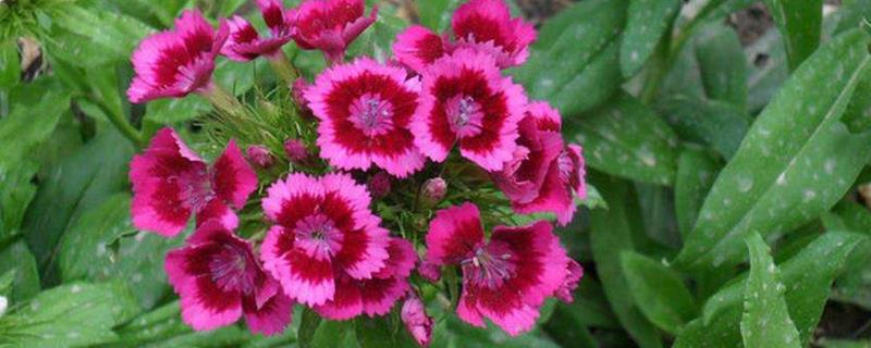 须苞石竹的种植方法