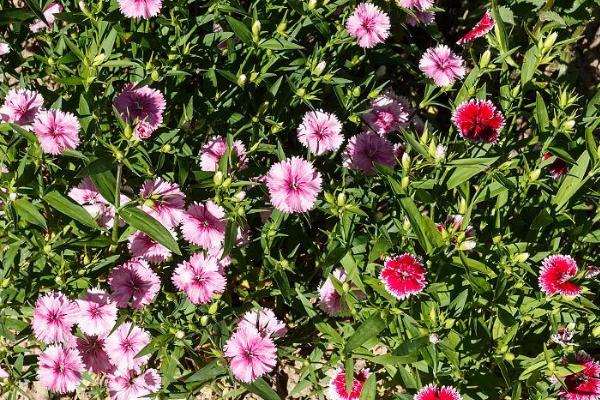 须苞石竹的种植方法,喜欢微碱性土壤