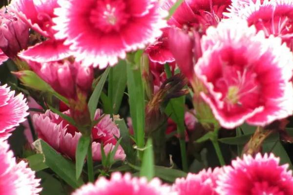 须苞石竹的种植方法,喜欢微碱性土壤