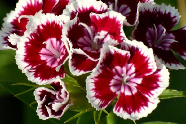 须苞石竹的种植方法,喜欢微碱性土壤