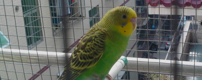 虎皮鹦鹉有什么喜好