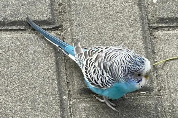 虎皮鹦鹉有什么喜好,喜欢群居、磨嘴