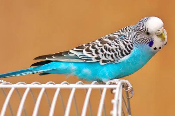 虎皮鹦鹉有什么喜好,喜欢群居、磨嘴