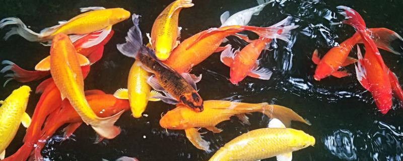 锦鲤烂尾巴溃烂怎么治疗