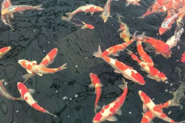 锦鲤烂尾巴溃烂怎么治疗,可用呋喃西林溶液浸泡杀菌