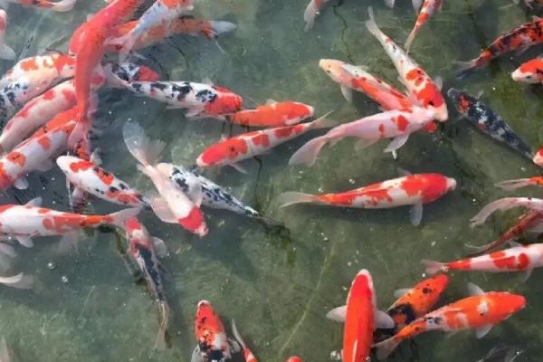 锦鲤烂尾巴溃烂怎么治疗,可用呋喃西林溶液浸泡杀菌