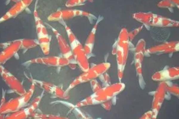 锦鲤烂尾巴溃烂怎么治疗,可用呋喃西林溶液浸泡杀菌