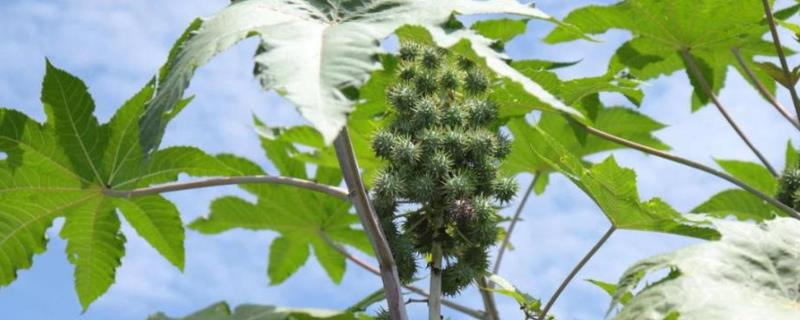 蓖麻的种植方法