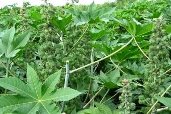 蓖麻的种植方法,春播以4月上旬为宜