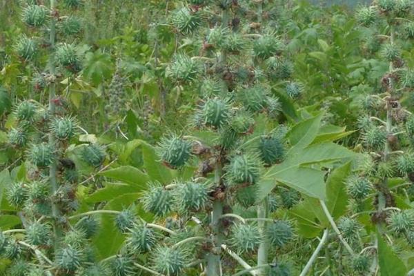 蓖麻的种植方法,春播以4月上旬为宜