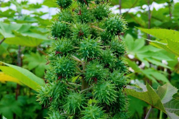 蓖麻的种植方法,春播以4月上旬为宜