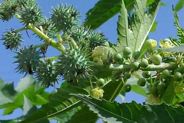 蓖麻的种植方法,春播以4月上旬为宜