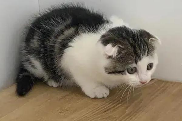 猫发烧症状,具有食欲下降、精神沉郁、嗜睡等表现