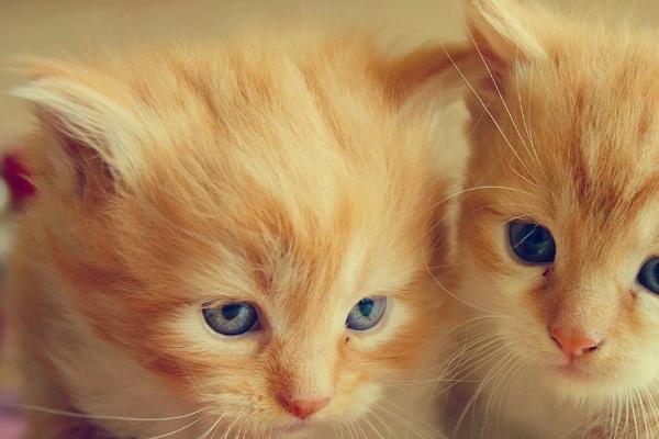 猫发烧症状,具有食欲下降、精神沉郁、嗜睡等表现