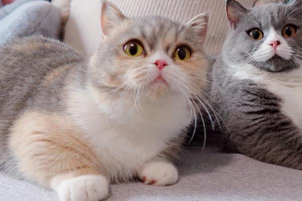 猫发烧症状,具有食欲下降、精神沉郁、嗜睡等表现