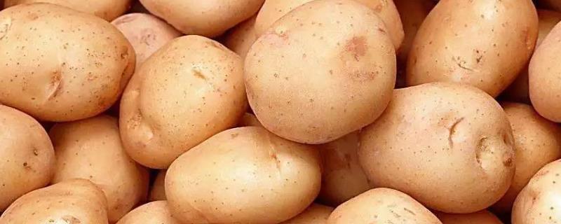 脱毒马铃薯的种植管理方法
