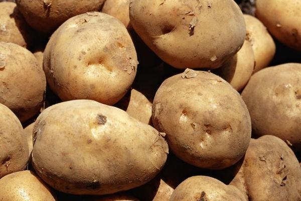 脱毒马铃薯的种植管理方法,用原种繁殖、现蕾期要除草保窝