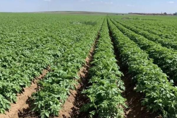 脱毒马铃薯的种植管理方法,用原种繁殖、现蕾期要除草保窝
