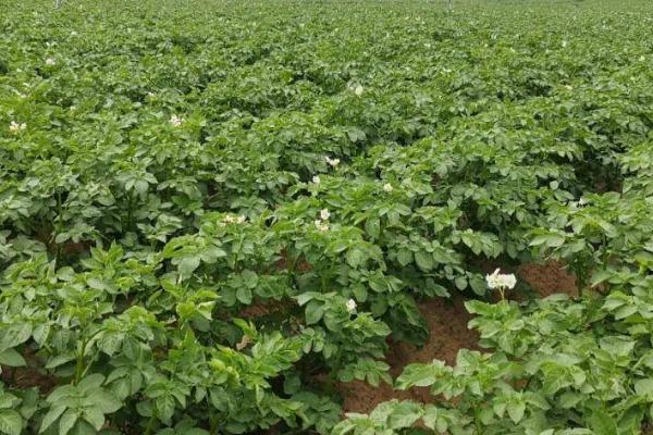 脱毒马铃薯的种植管理方法,用原种繁殖、现蕾期要除草保窝