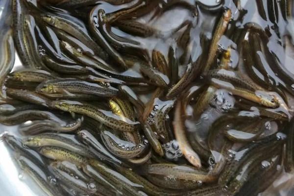 在河里钓鱼是否要打窝,可直接垂钓但打窝效果会更好