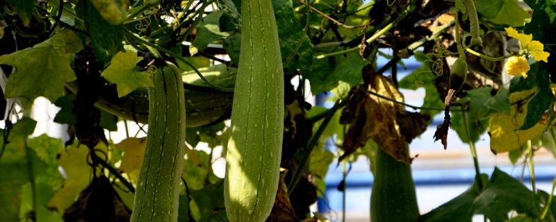 丝瓜的种子能不能吃