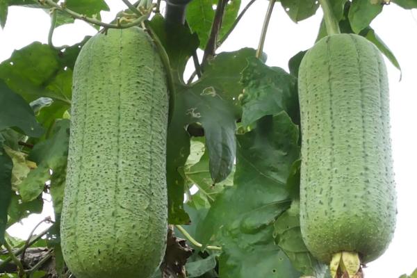 丝瓜的种子能不能吃,可以吃但口感不佳