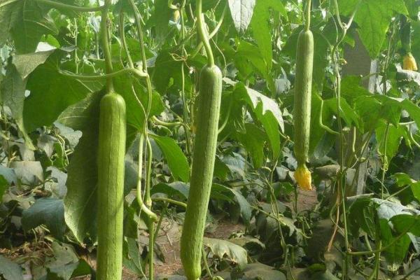 丝瓜的种子能不能吃,可以吃但口感不佳