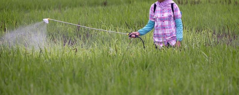 吡唑醚菌酯怎么使用