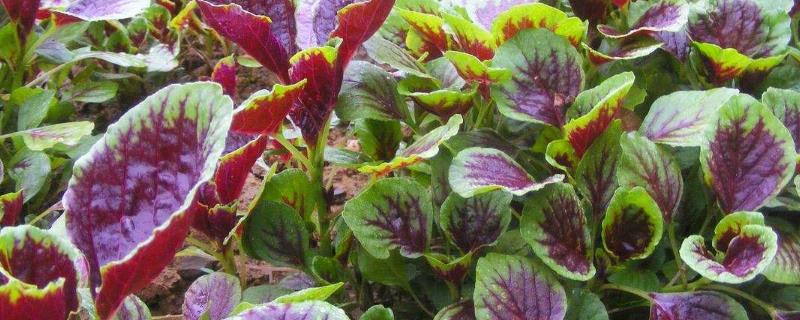 苋菜的催芽方法