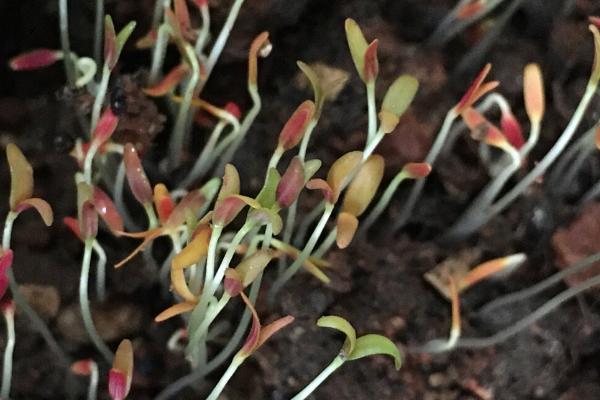 苋菜的催芽方法,首先需放凉水中浸泡搓洗