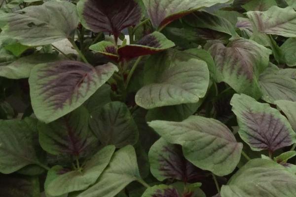 苋菜的催芽方法,首先需放凉水中浸泡搓洗