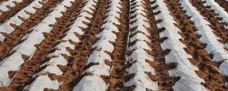 农膜破损后怎么修补