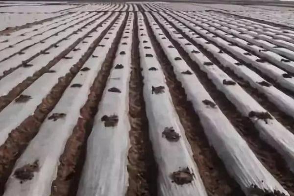 农膜破损后怎么修补,可用纸片沾水后贴在破损处