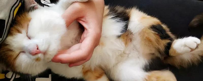 猫为什么用头蹭人