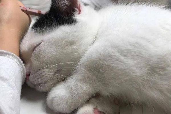 猫为什么用头蹭人,可能是在向主人表达友好