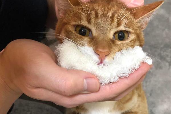 猫为什么用头蹭人,可能是在向主人表达友好