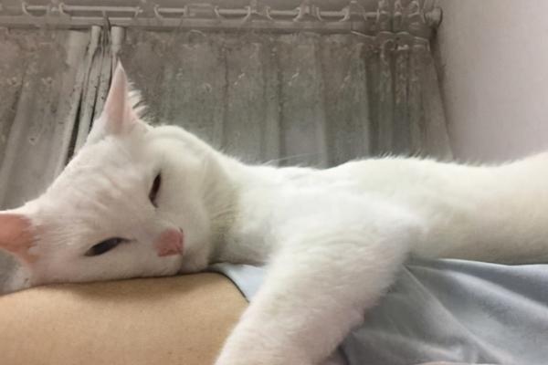 猫为什么用头蹭人,可能是在向主人表达友好