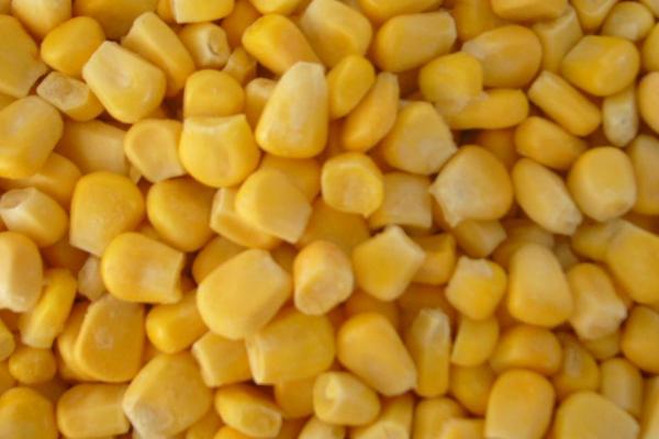 野钓大鲫鱼的饵料能不能自制,可以用玉米粒、黄豆面进行制做