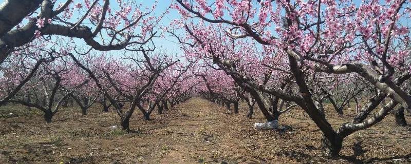 桃树周年管理方法