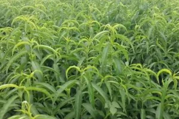 桃树周年管理方法,5月份要完成套袋工作