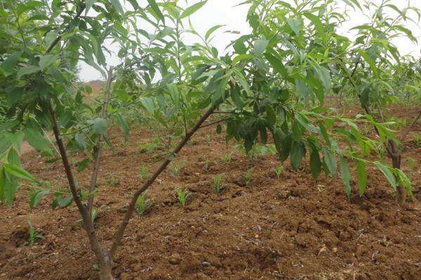 桃树周年管理方法,5月份要完成套袋工作