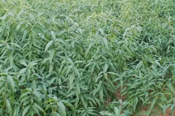 桃树周年管理方法,5月份要完成套袋工作