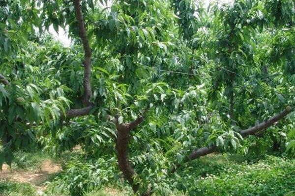 桃树周年管理方法,5月份要完成套袋工作