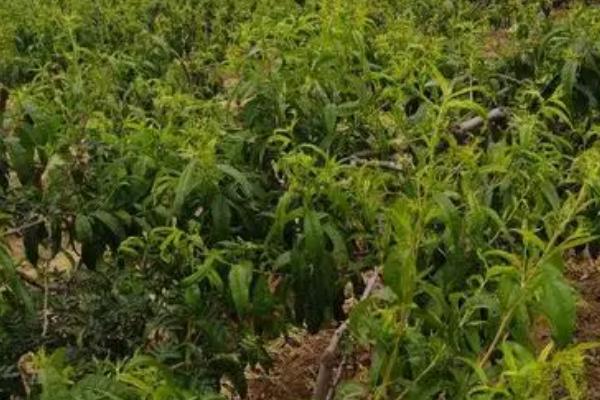 桃树周年管理方法,5月份要完成套袋工作