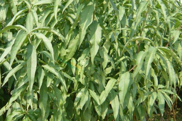 桃树周年管理方法,5月份要完成套袋工作