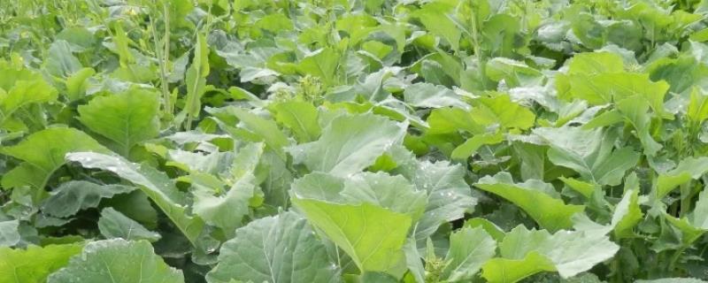 油菜春季施肥要点