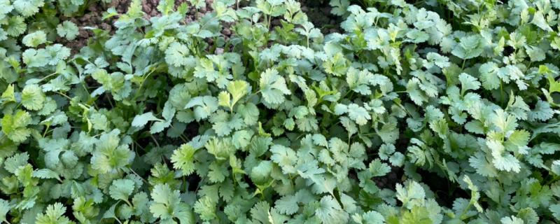 秋季怎么管理香菜