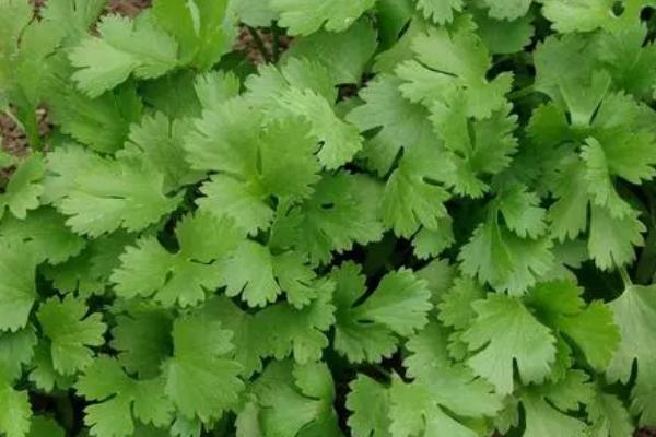 秋季怎么管理香菜,每隔5-7天要浇一次水